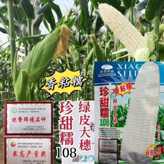 淮安晓富珍甜糯108甜糯玉米种子特大棒基地主打产品耐热高产鲜食玉