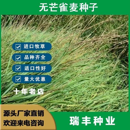 无芒雀麦种子 多年生耐寒耐旱草籽四季青畜禽牧草籽种子批发