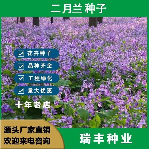 二月兰花种子四季种易活二月兰花籽多年生宿根诸葛菜种子耐阴耐寒
