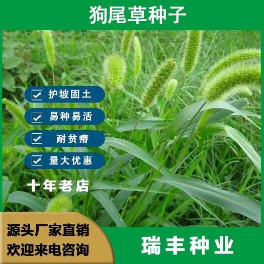 东海县狗尾草种子 观赏型护坡固土种子 狗尾巴草种子芮草种籽批发种子