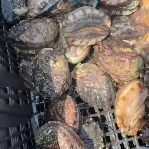 汕头5头鲍