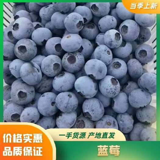 蓝莓大量供货一手货源质量保证，口感好，价格不高需要老板联系