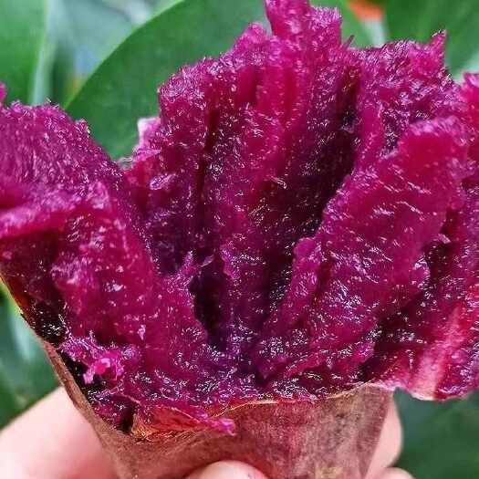 昌乐县脱毒蜜薯种薯 哈蜜薯 甜紫薯 烟薯都是新品种 农科院繁育