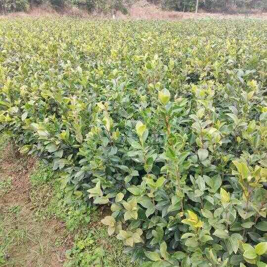 油茶苗，苗场直销50万油茶裸棵苗，价格实惠，欢迎联系