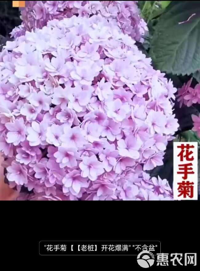 绣球花苗老桩大苗四季开花阳台带花无尽夏庭院耐寒树苗盆栽植物卉