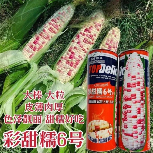 淮安晓富彩甜糯6号玉米种子大棒大粒彩甜糯玉米种籽国审品种优质玉米
