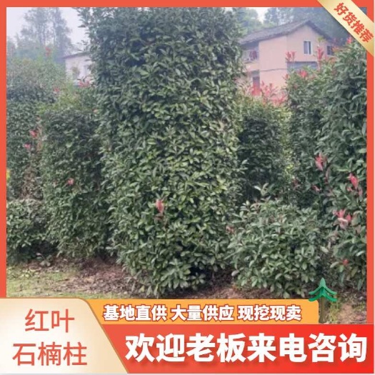 重庆市重庆北碚区供应红叶石楠苗木乔木园林绿化植物批发-retAIL
