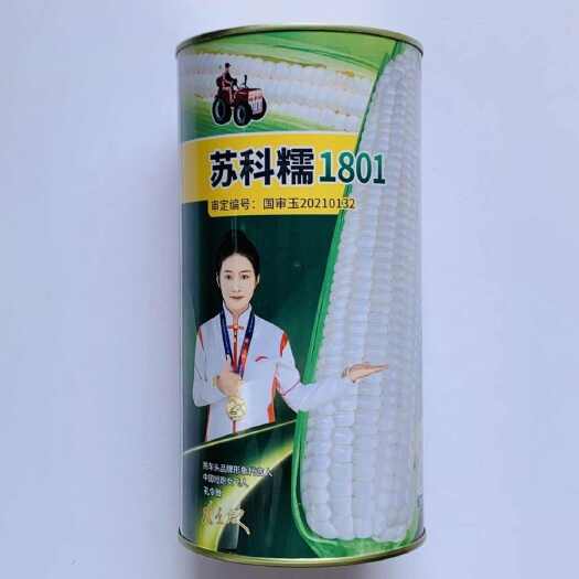 沭阳县苏科糯1801原装玉米种子国审糯玉米优质鲜食玉米种子高产抗病