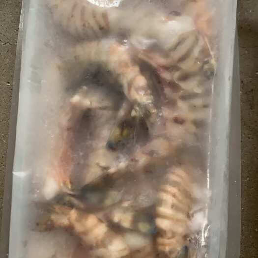 漳州断头斑节虾