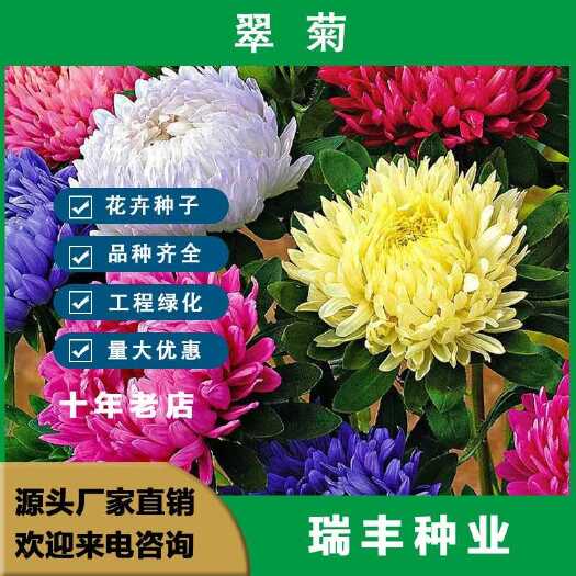 矮翠菊种子大花好养的花种籽庭院花籽易活花种籽四季开花室外花种