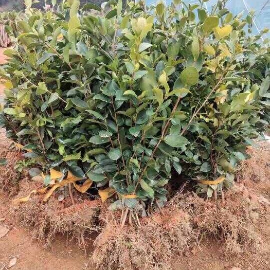 荔浦市油茶苗，苗场直销50万油茶裸棵苗，价格实惠，欢迎联系