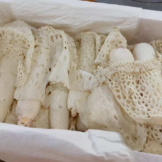 肇庆新鲜红托竹荪