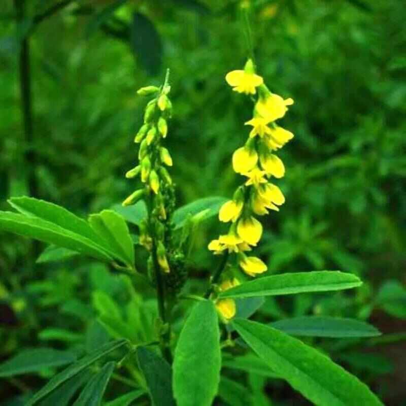 草木犀种子绿肥黄花苜蓿猪牛羊草木樨耐旱耐热 护坡蜜源植物种子