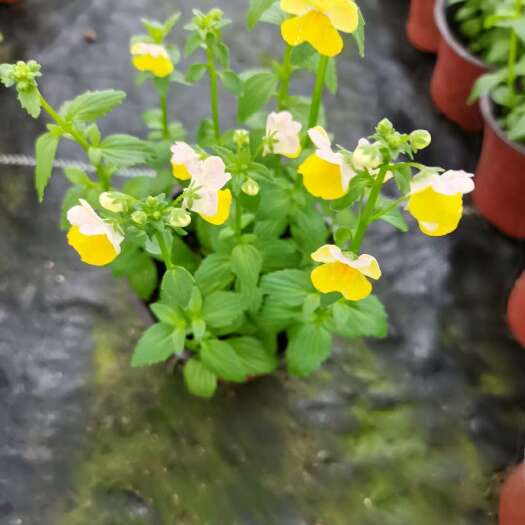 青州市龙面花价格，龙面花穴盘苗，龙面花双色盆