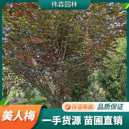 崇州市梅花基地 直供15公分美人梅 花期长 观赏性高 花色鲜艳