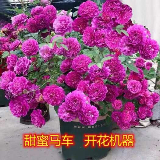 阳台浓香微型月季花苗甜蜜马车玫瑰盆栽花园多花绿植花卉