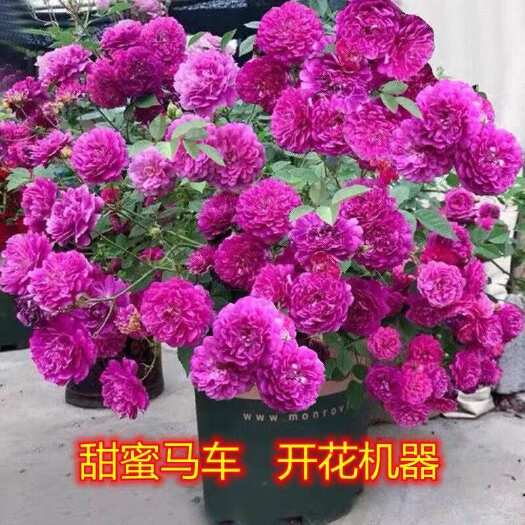 杭州阳台浓香微型月季花苗甜蜜马车玫瑰盆栽花园多花绿植花卉