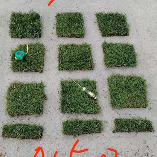 城步县草皮 马尼拉 狗牙根