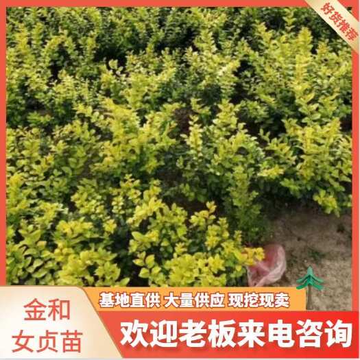 重庆市金禾女贞苗  量大优惠大