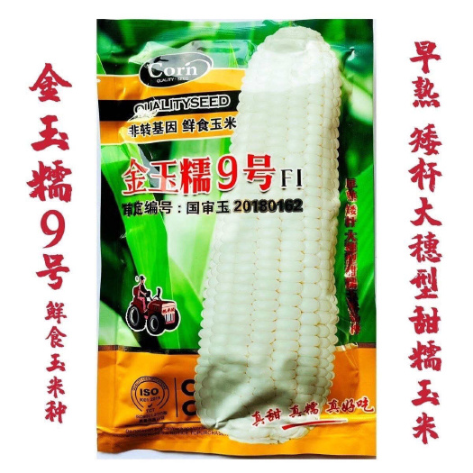 淮安国审玉米种子金玉糯9号甜加糯白玉米种籽鲜食甜糯玉米籽包邮
