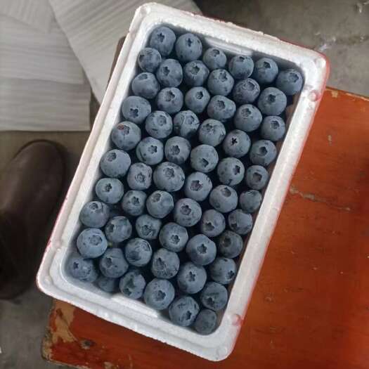 山东大棚蓝莓大量上市，