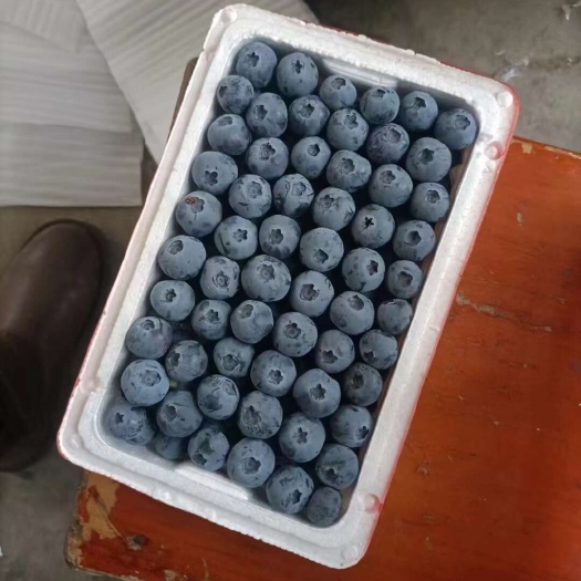 山东大棚蓝莓大量上市，品种齐全，电商一件代发。