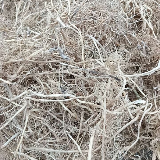 广水市白前草