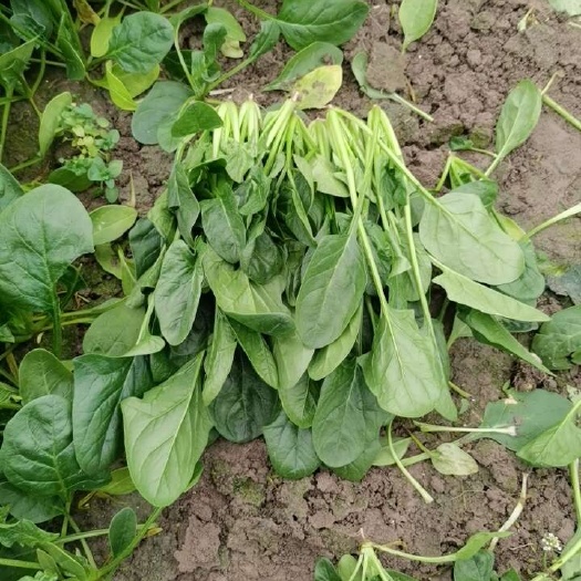 南通食堂菠菜