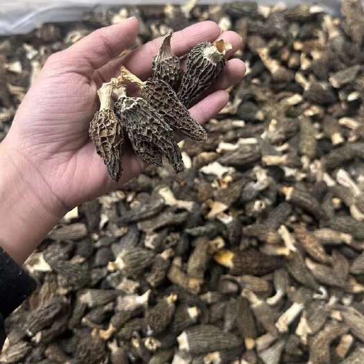 湛江羊肚菌