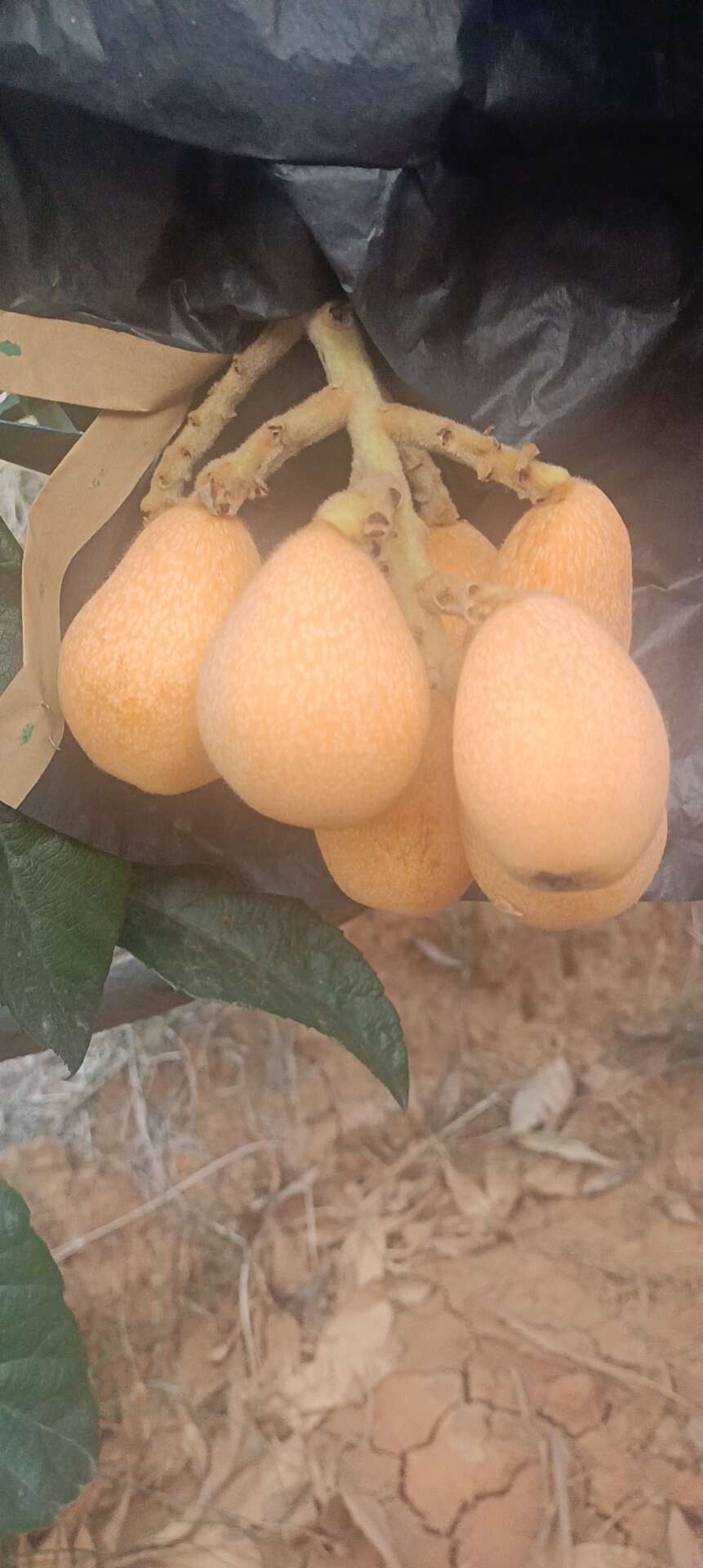 米易枇杷