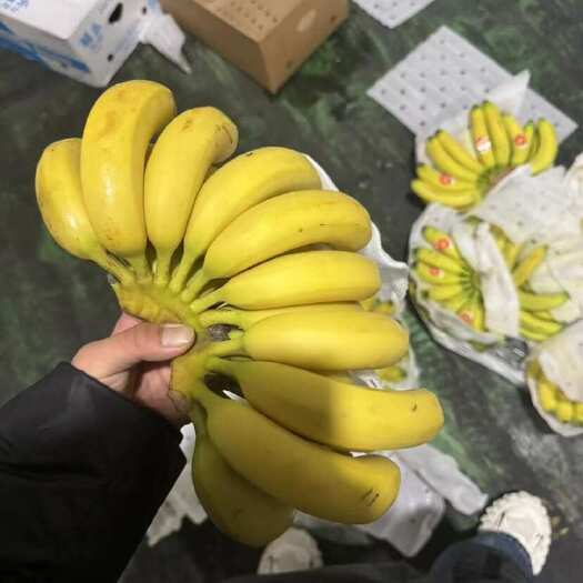 上海精品优惠二黄蕉，价格实惠，品质保质保量，需要的抓紧联系