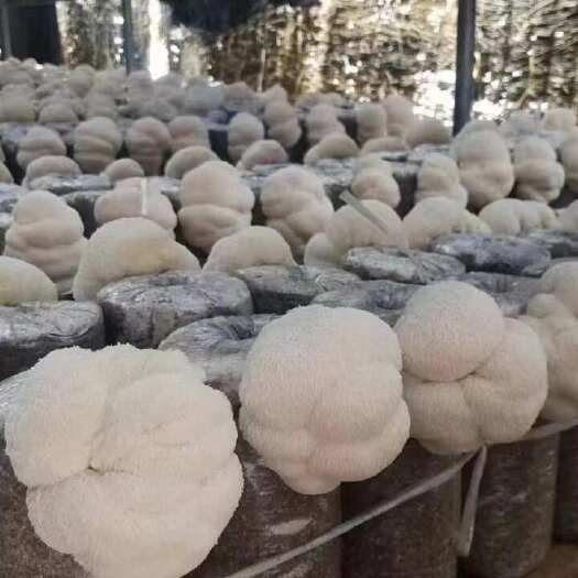 克什克腾猴头菇鲜品