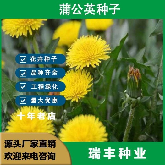 蒲公英种子新种子婆婆丁种植药食用种四季播种多年生种子蔬菜种子
