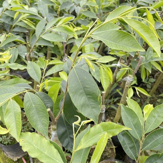 茂名奇楠沉香苗优质品种油叶子金沙叶香尖糖结黑棋紫棋等苗圃直发