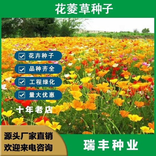 东海县花菱草种子春秋播种多年生耐寒花种绿化庭院阳台盆栽花卉种子批发