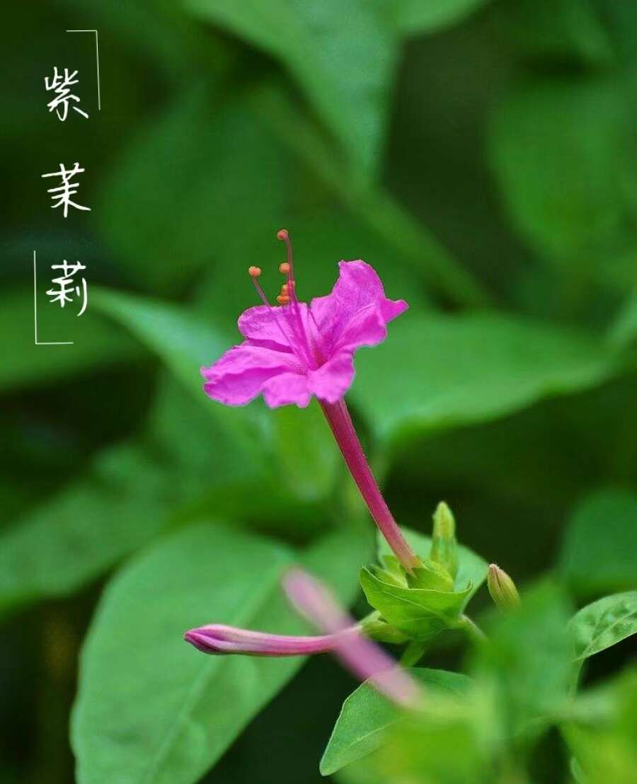 紫茉莉种子 地雷花种子 好栽易活盆栽花卉景观绿化胭脂花夜饭花