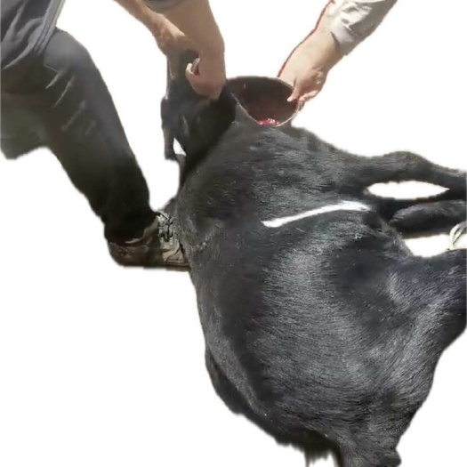 威宁县散养土黑山羊肉