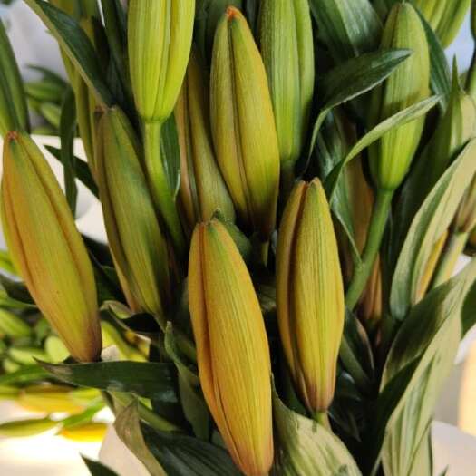 昆明橙色亚伯百合（橙色梦想）
