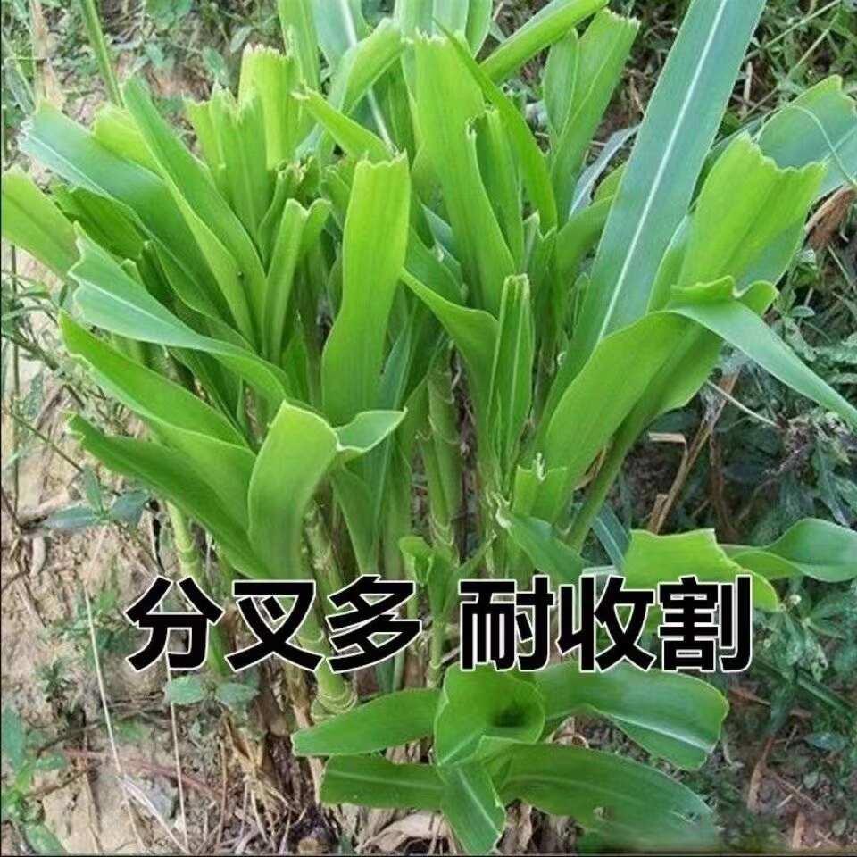 墨西哥玉米草种子分藥能力强产量高可青储牧草种子
