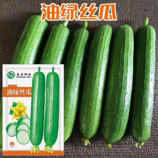 淮安油绿丝瓜短油皮一代杂交丝瓜种子高产抗病春秋油亮丝瓜大田用种子