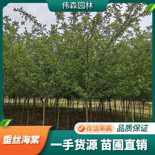 崇州市伟森园林 苗木基地直发 3公分垂丝海棠 耐寒耐旱适应性强