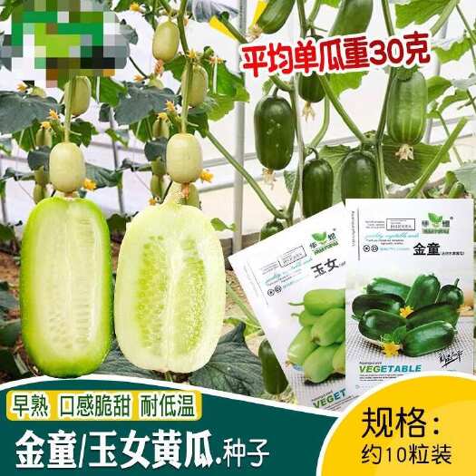 河间市金童玉女水果黄瓜种子 农田菜园盆栽蔬菜春秋早熟甜脆黄瓜籽易种