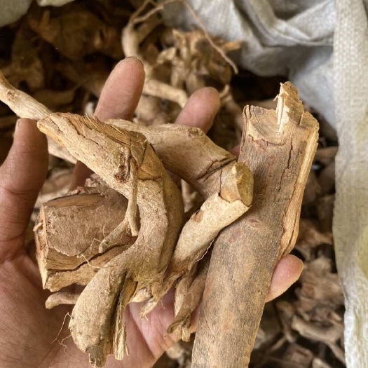云县云南牡丹罐罐草猪母草山石榴