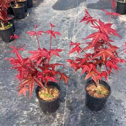 泉州精品黑加仑盆红枫，24盆装