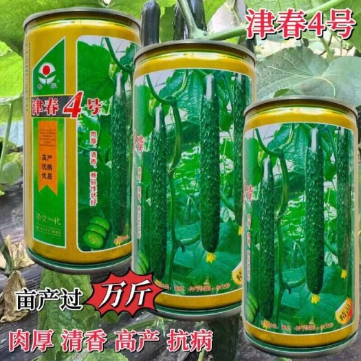 沭阳县津春4号黄瓜种子 津研四号黄瓜种子