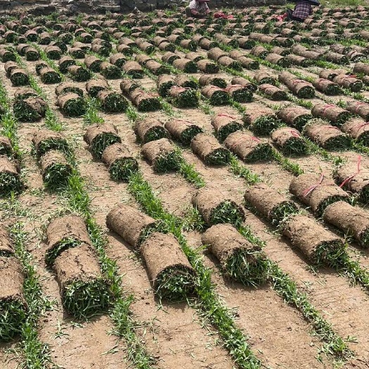 海口大叶油草