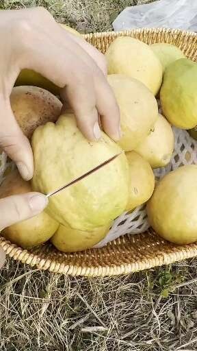 廉江市红心芭乐番石榴  一件代发