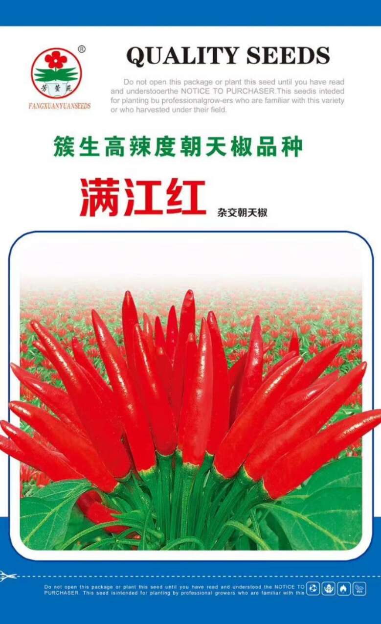 朝地椒一号种子  簇生高辣干鲜两用朝天椒，满江红，早熟