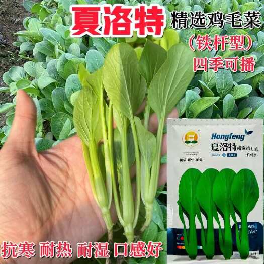 沭阳县夏洛特精选鸡毛菜种子生长速度快抗病性强耐热耐湿杂交小青菜种子