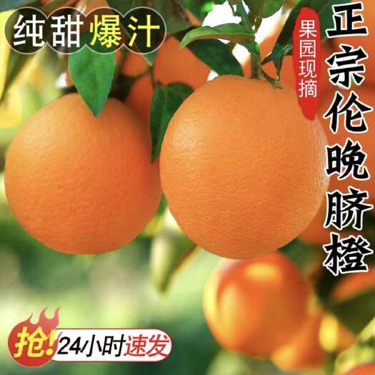 兴山县【现摘现发】三峡伦晚脐橙，精选好果浓浓橙香